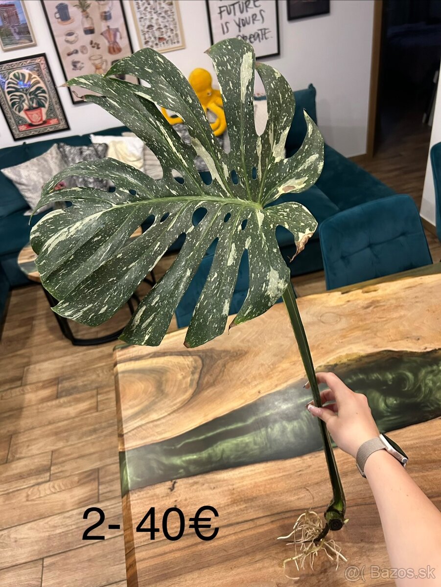 Zakorenené odrezky monstera constellation thai - 2