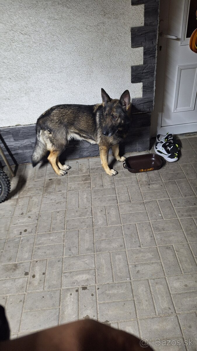 Ponúkam fénu vlčiaka na krytie (nahoniť) - 2