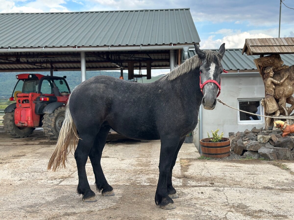 Predám kobylu - percheron na predaj - 2