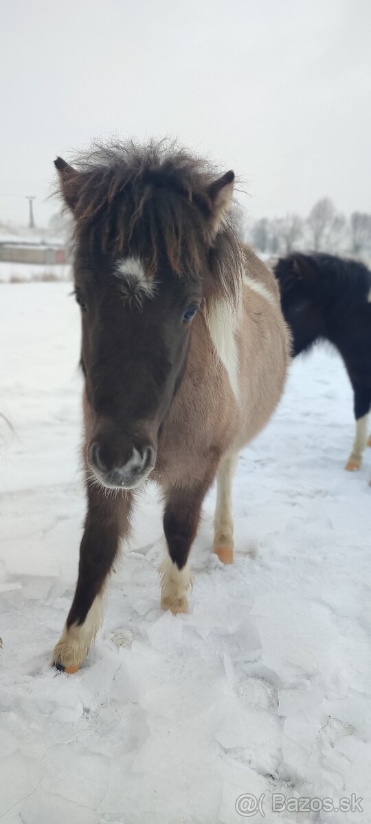 Predám žrebčeka Shetland - 2