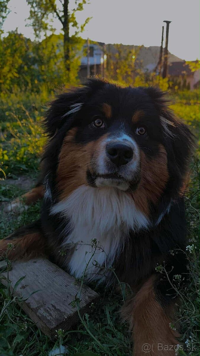 Austrálsky ovčiak - 2