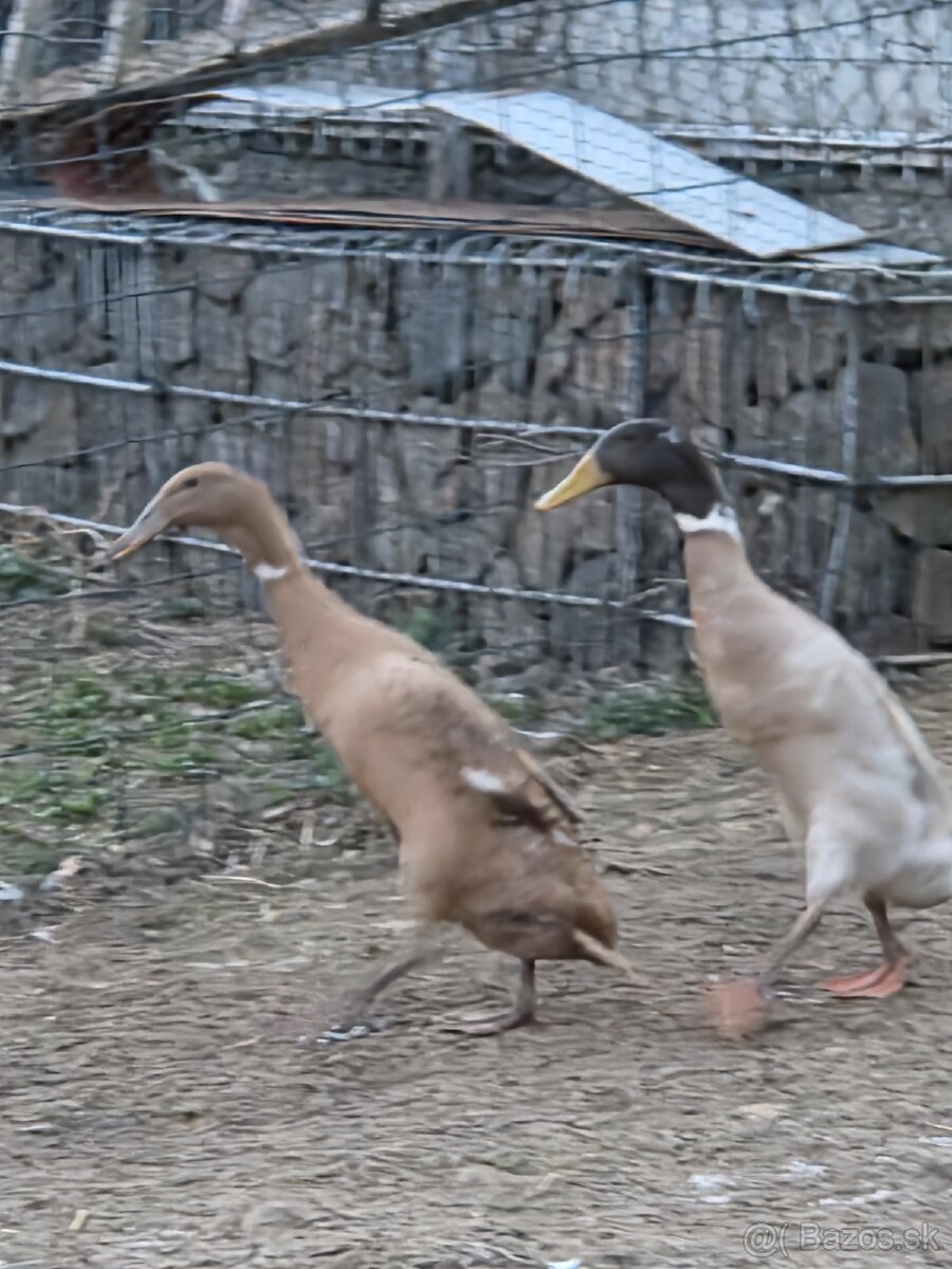 indické bežce, násadové vajcia, káčatá, kačice - 2