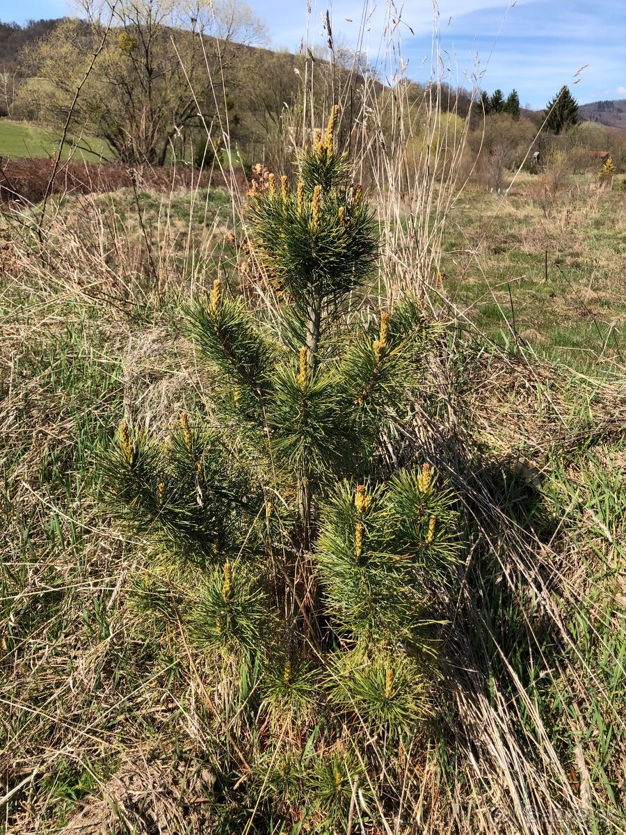 Sibírsky Céder / Pinus Sibirica Stromčeky - 2