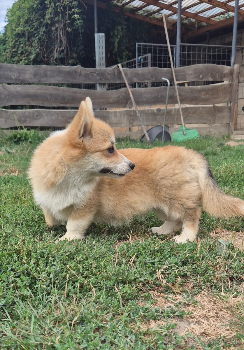 Welsh Corgi Pembrok - 2