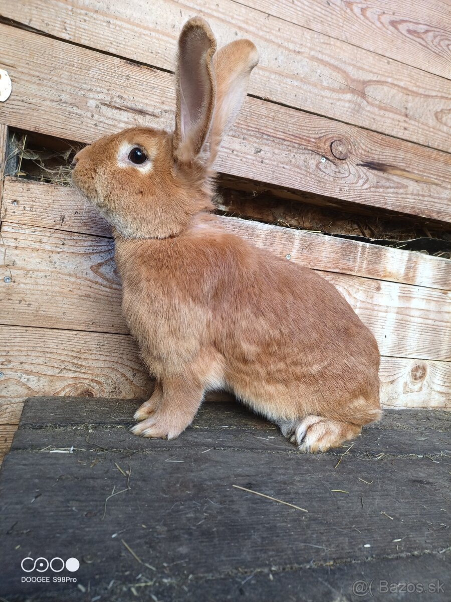 Samica burgundský králik - 2