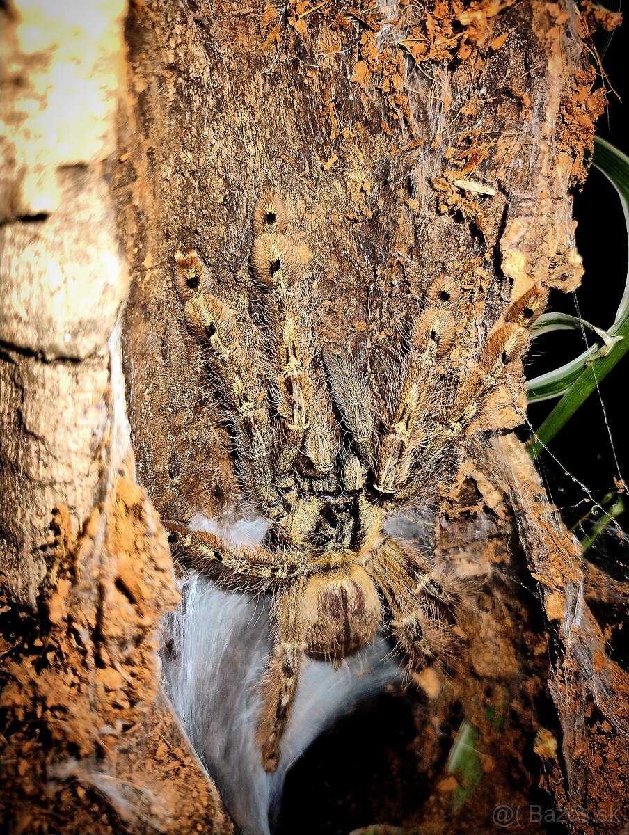Pavúk, Vtáčkar , Tarantula , Stromatopelma Calceatum - 2
