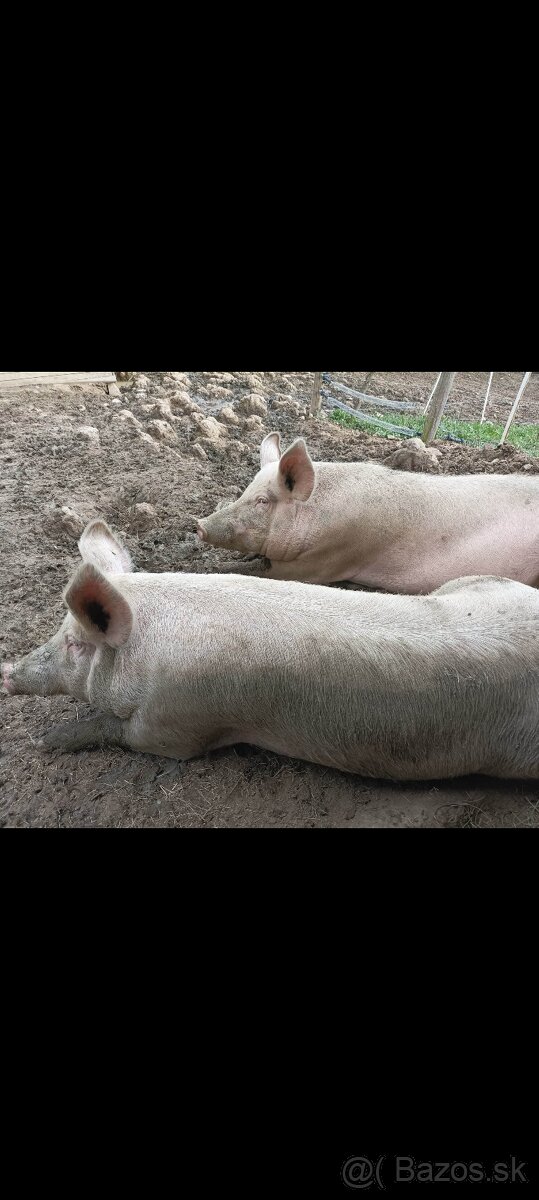 Jatočné ošípané - 2