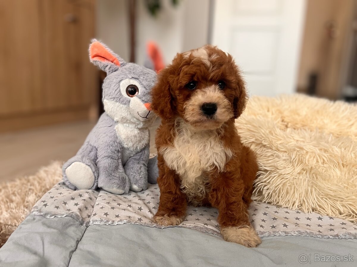 Roztomilé šteniatka Cavapoo - 2