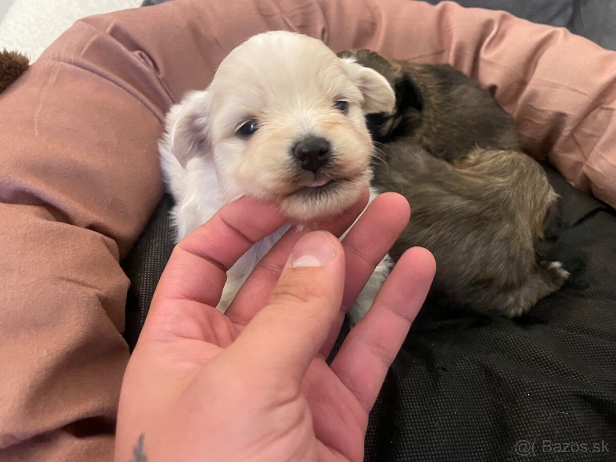 Šteniatka maltipoo - 2