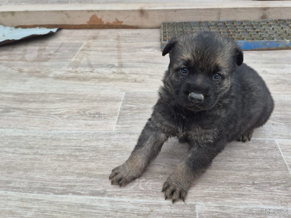 Nemecký ovčiak - 2