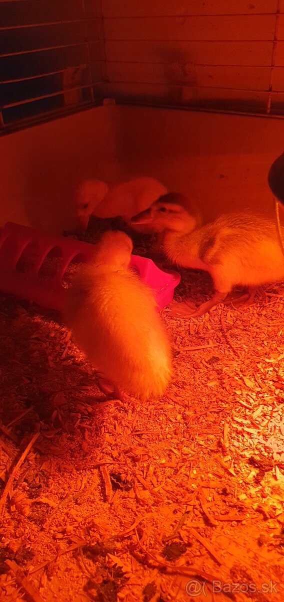 Indické bežce, indický bežec , kačka, kačky - 2