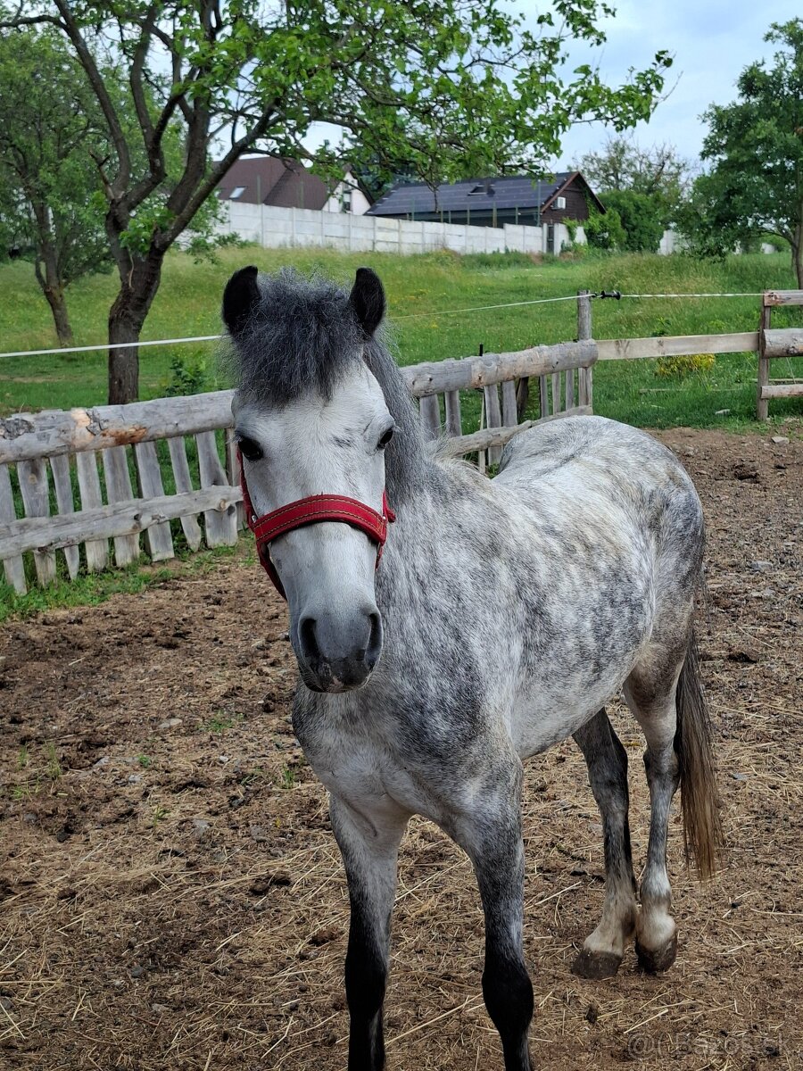 Pony kobyla - 2