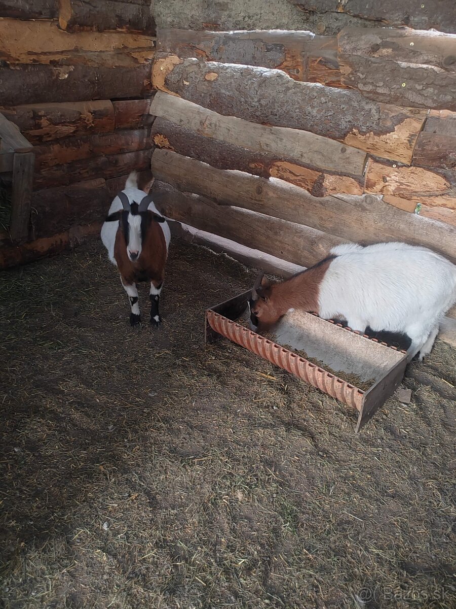 Predam Holanske mini kozičky - 2