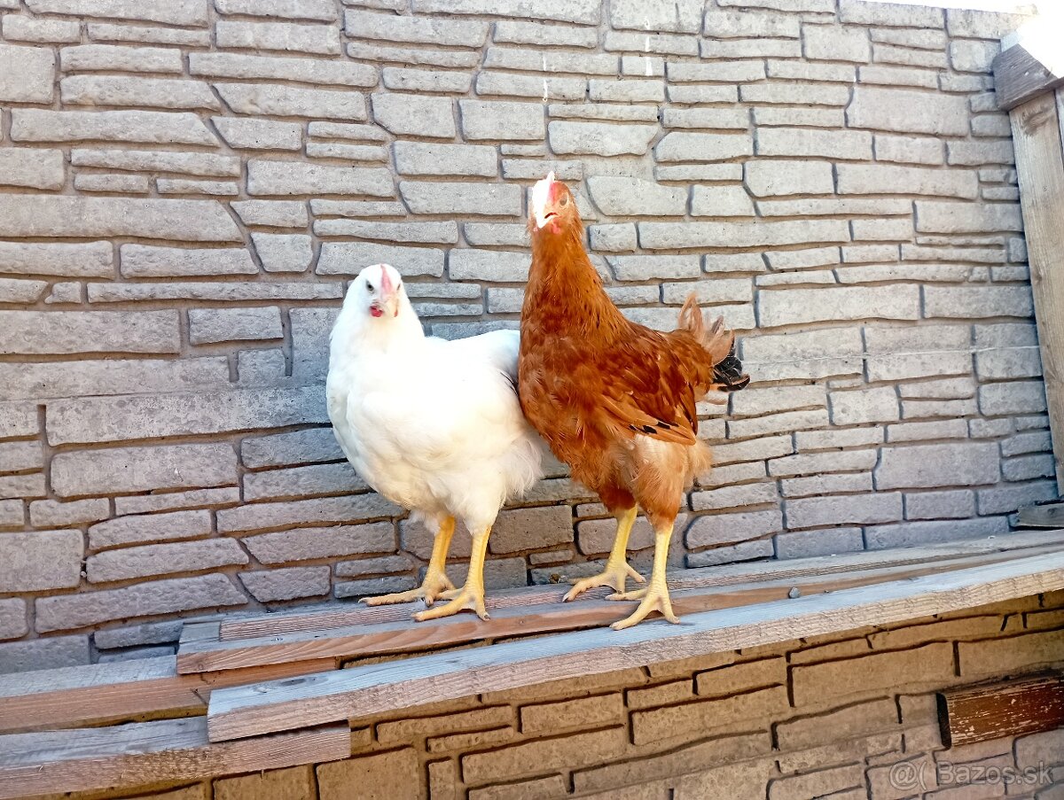 Kohút Hempšír a Plymutka biela - 2