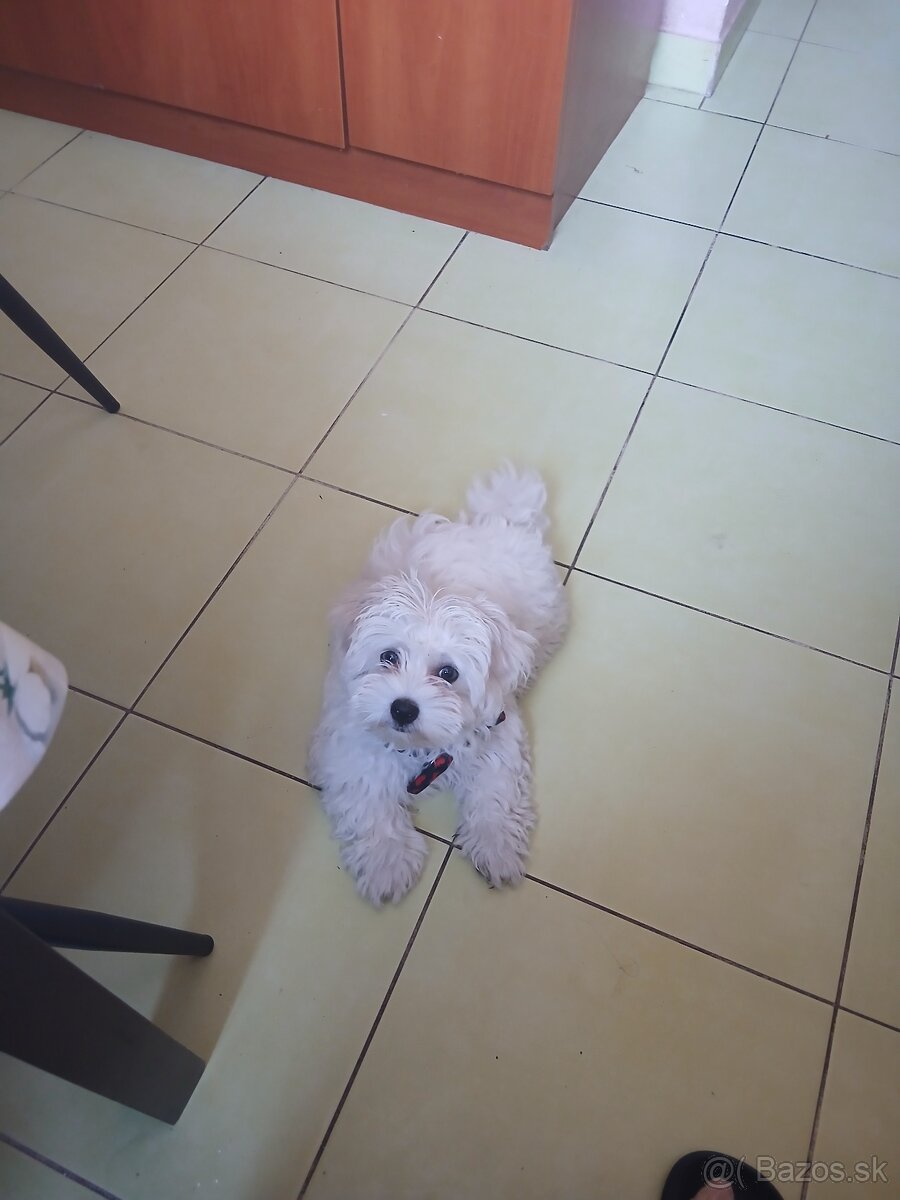 Maltezák šteniatko - 2