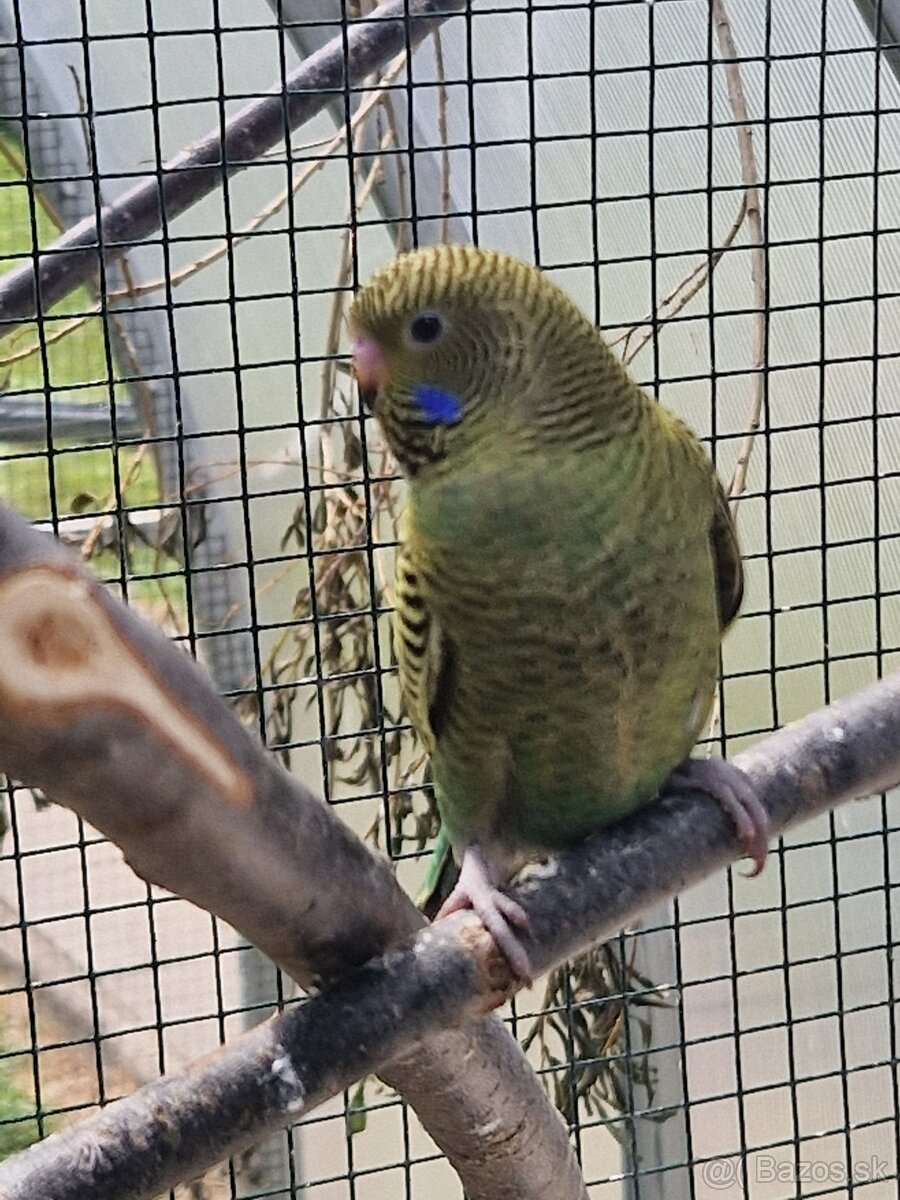 predám zeleného samčeka Blackface - 2
