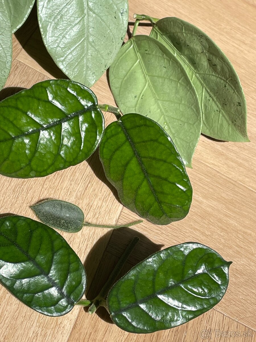 Hoya odrezky - 2