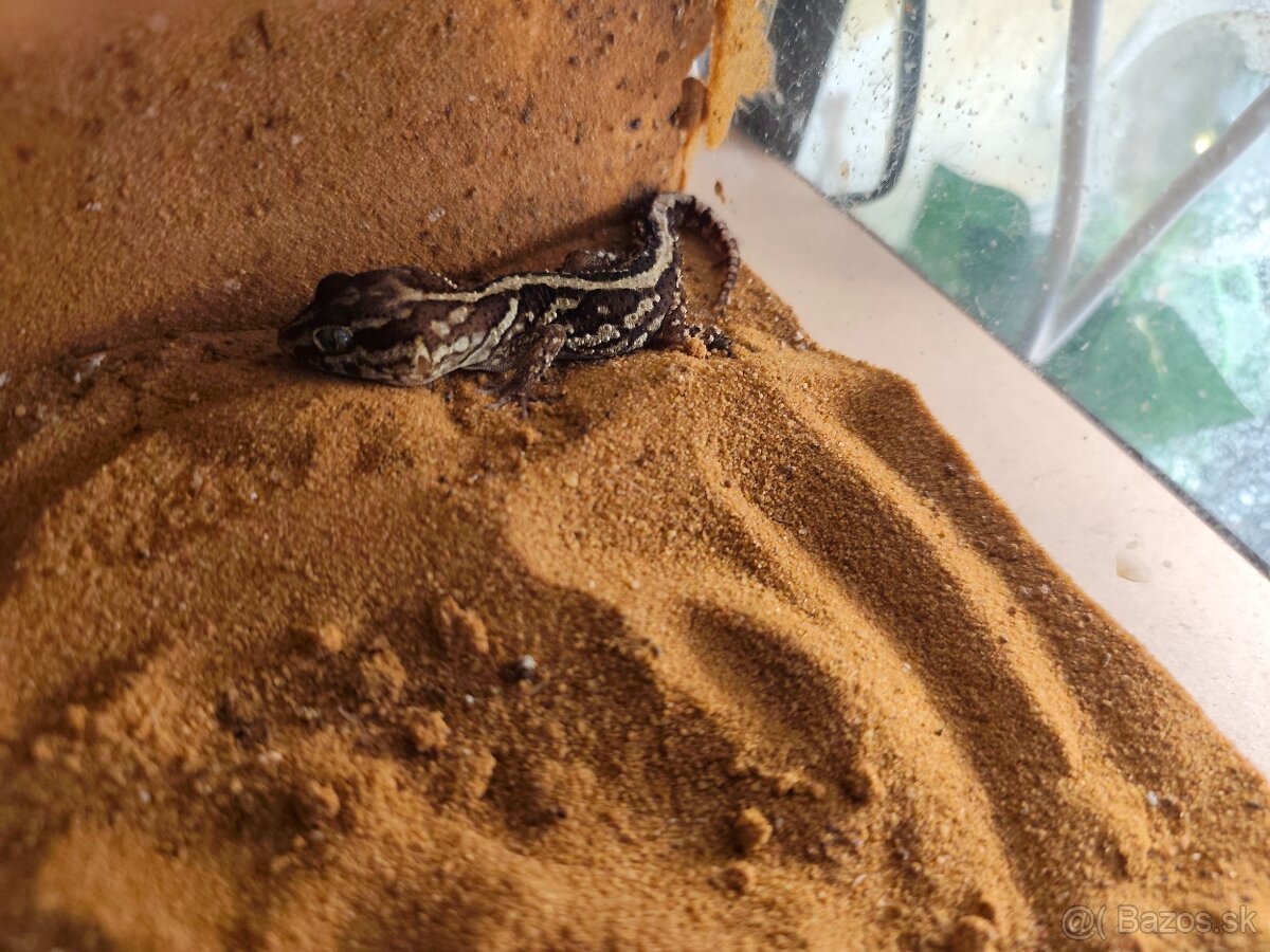 Paroedura pictus samec - 2