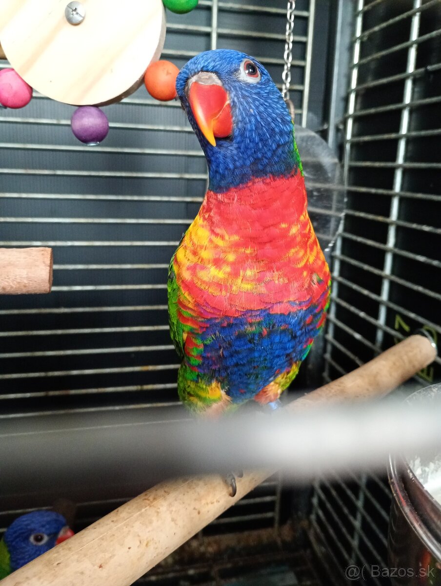 Lory horský mnohofarebny - 2