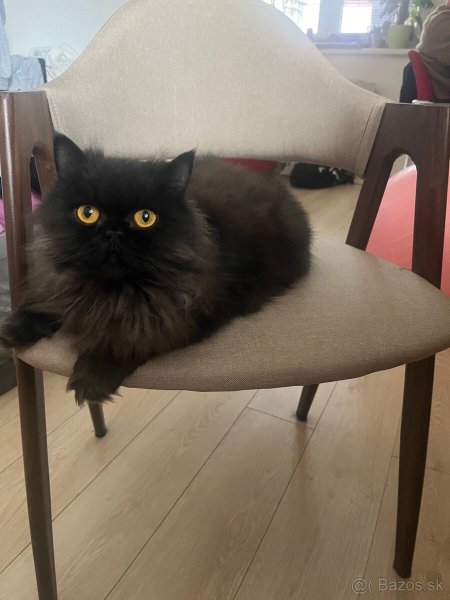 Perzská perská činčila - 2