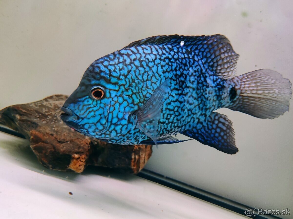 ‼️TOP RYBY ‼️ - 2