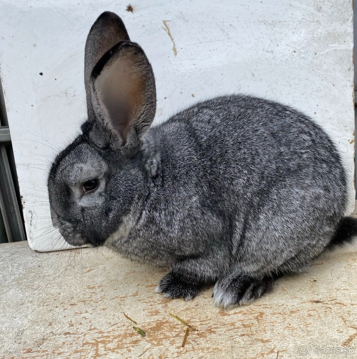 Činčila veľká predám - 2