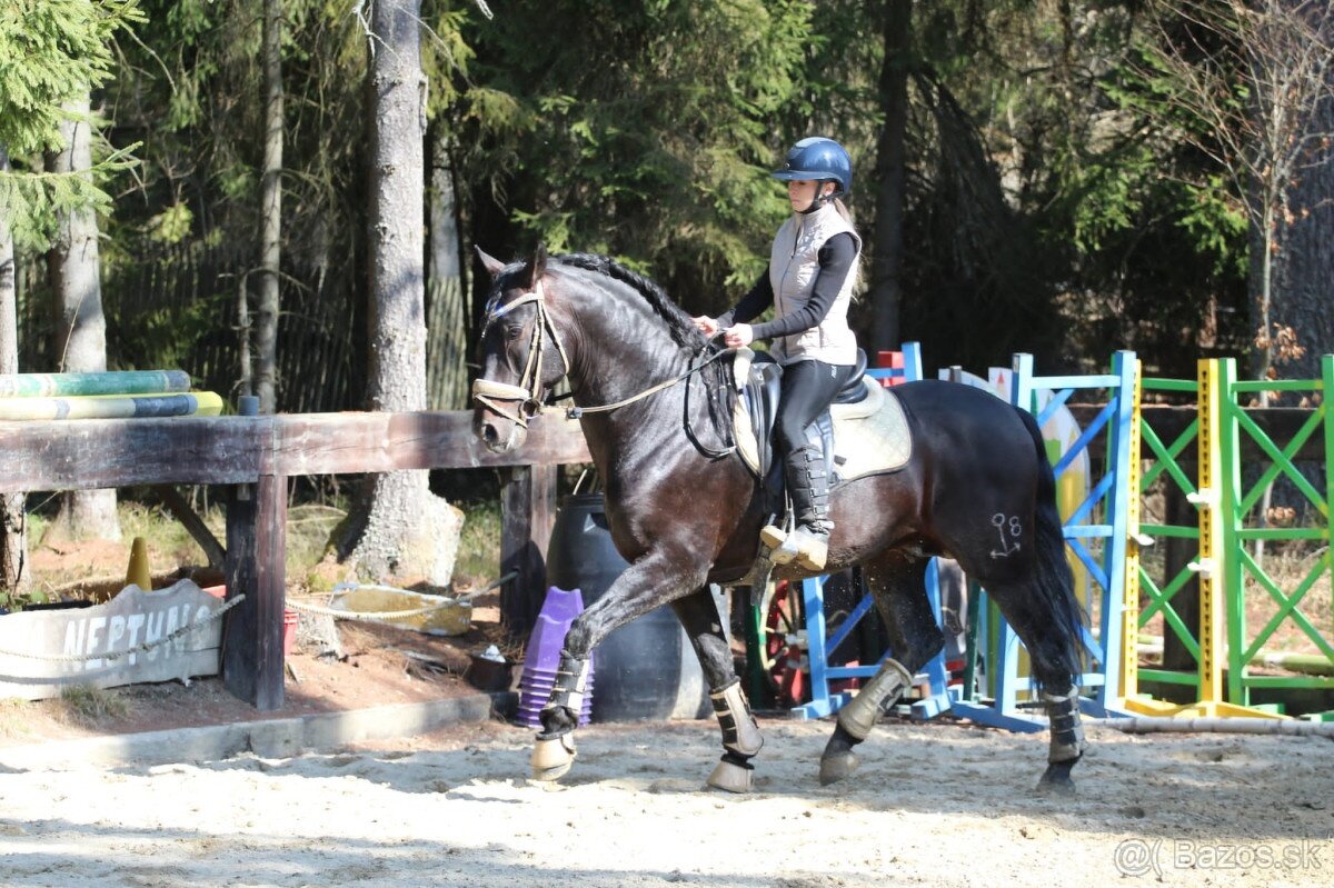 Profesorský kôň triedy C - 2