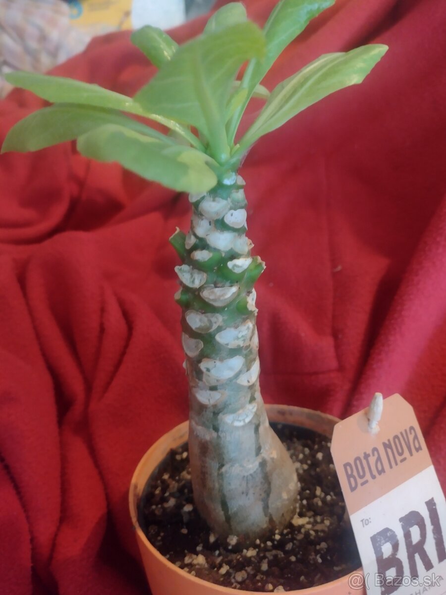 HAVAJSKA PALMA/BRIGHAMIA INSIGNIS - 2