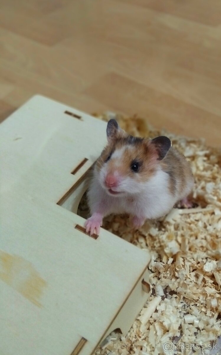 Škrečok sýrsky - 2