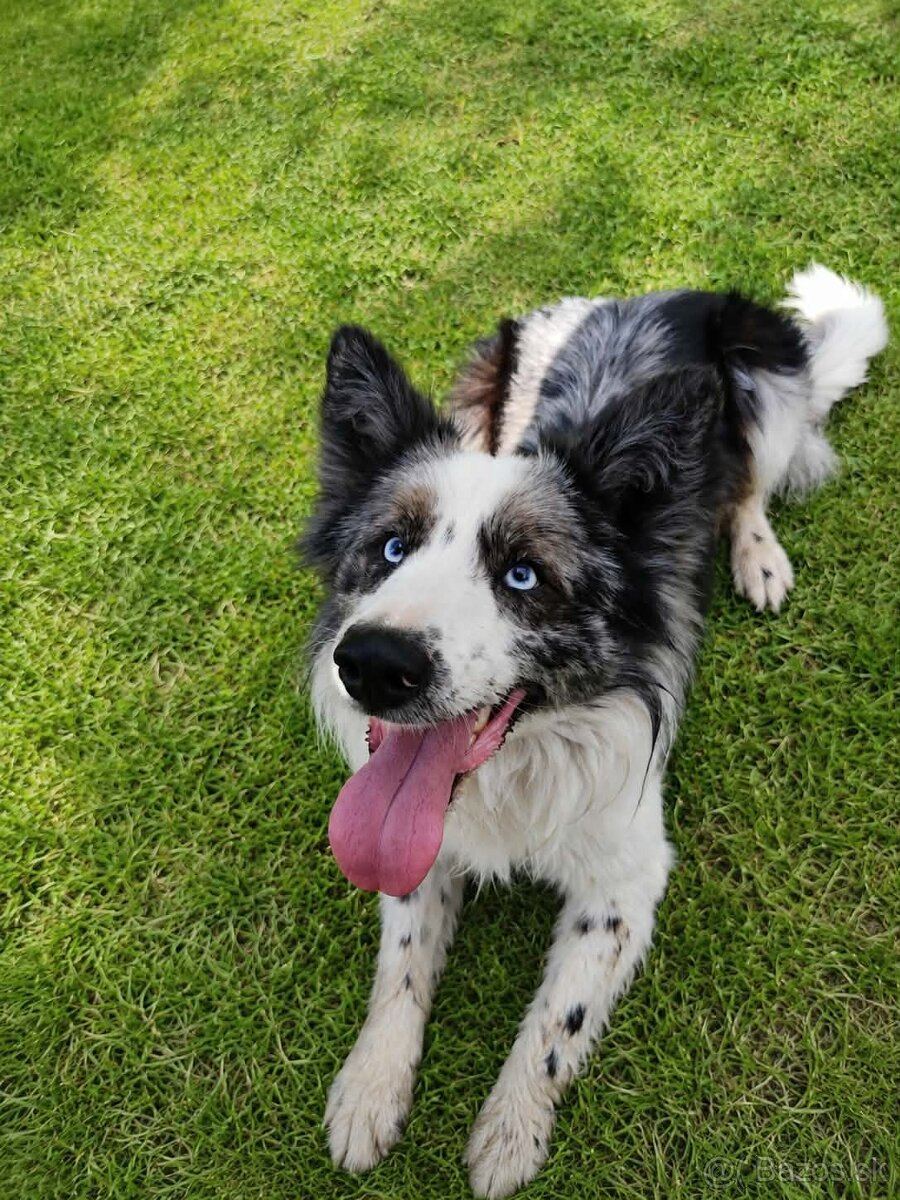 Border kolia blue merle - 2