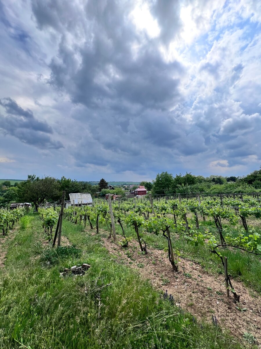 Záhrada Čankov (Levice) - 2