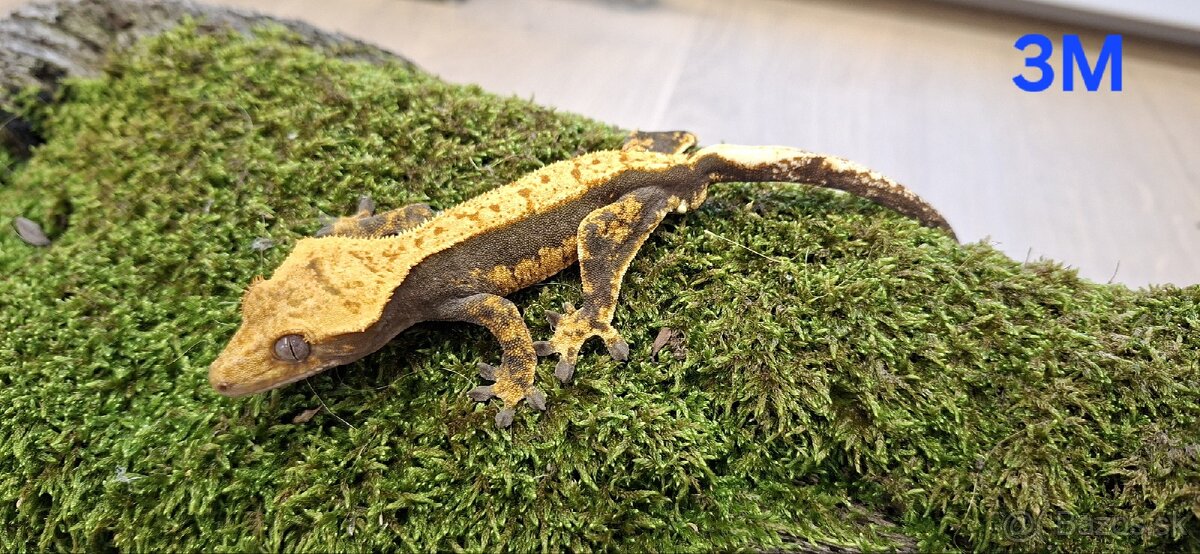 Pagekon riasnaty - 2