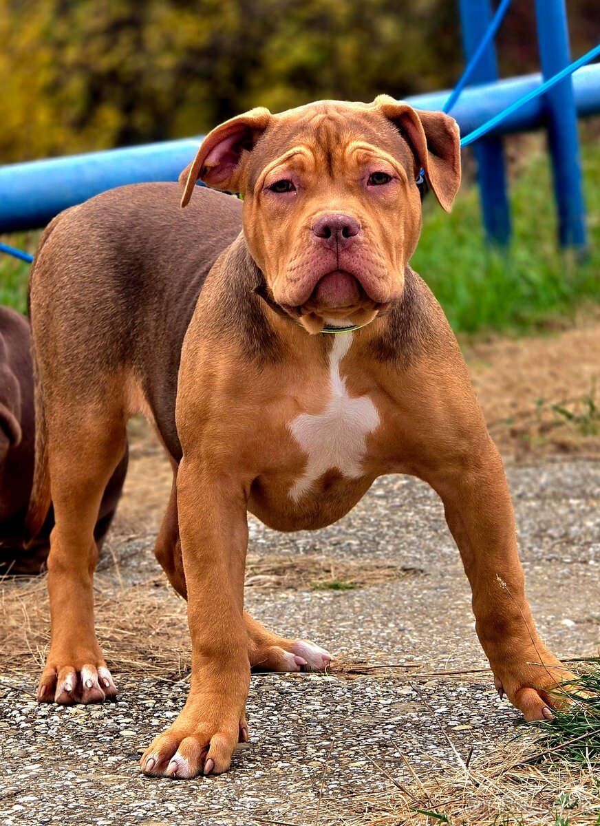 American bully - 2