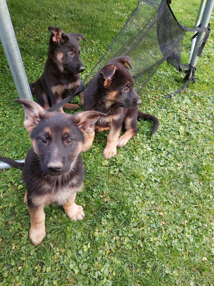 Nemecký ovčiak šteniatka. - 2