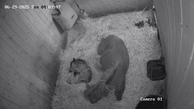 Minihorse hřebeček - 2