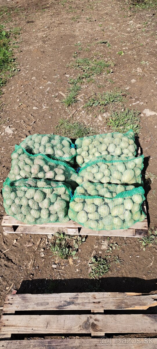 Zemiaky konzumné Spišské Vlachy - 2