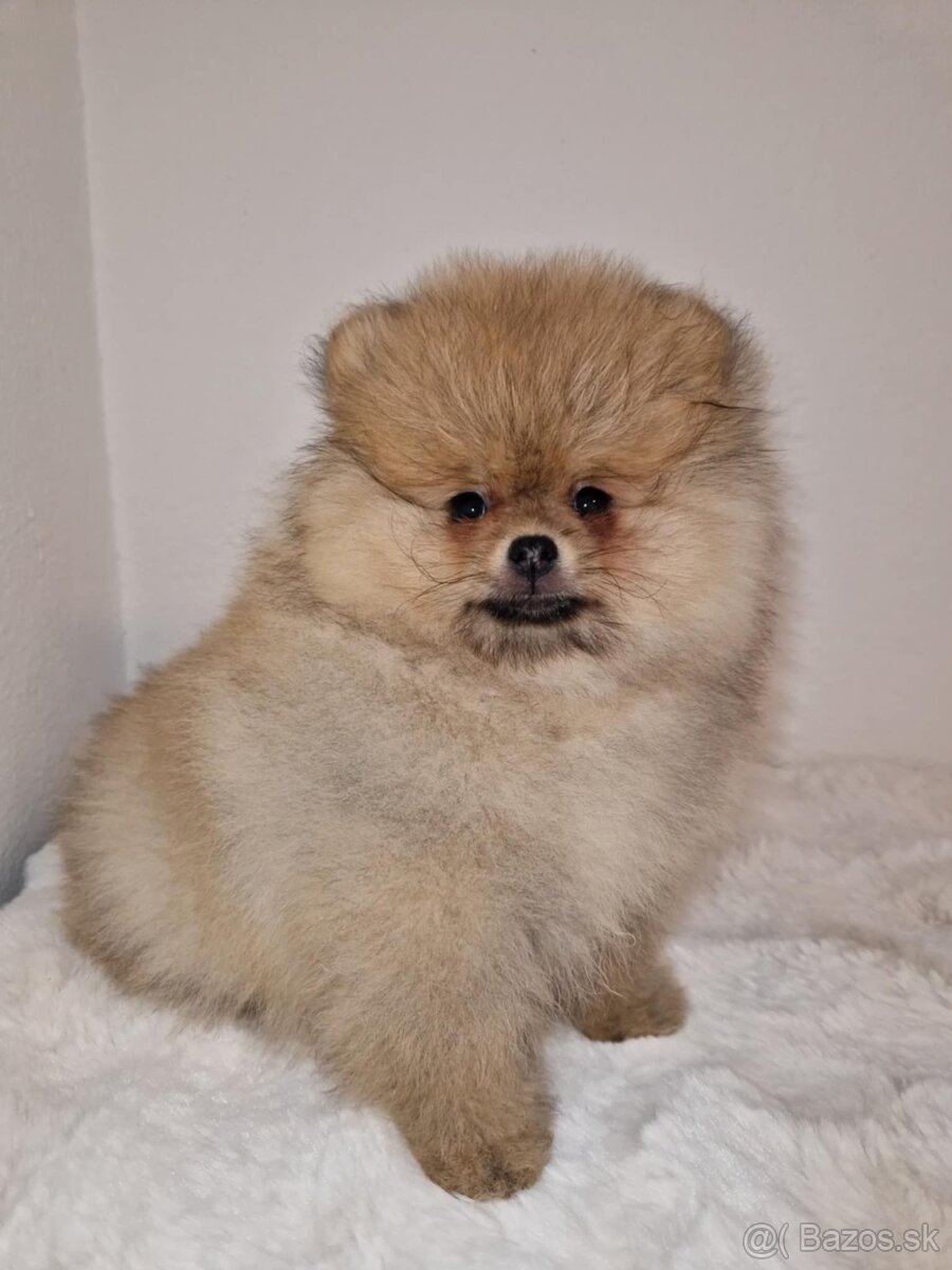 Pomeranian - 2
