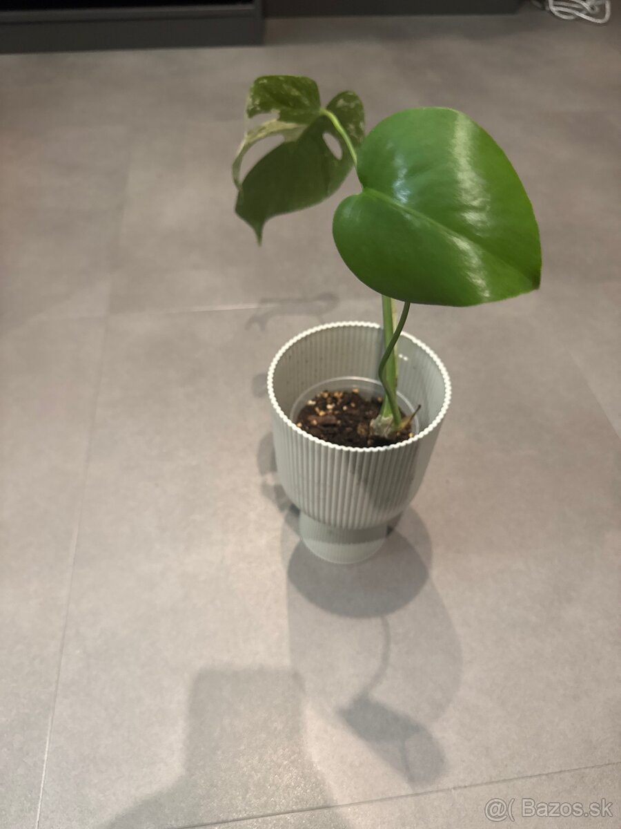 Monstera Deliciosa Large Form Mint 3 - 2