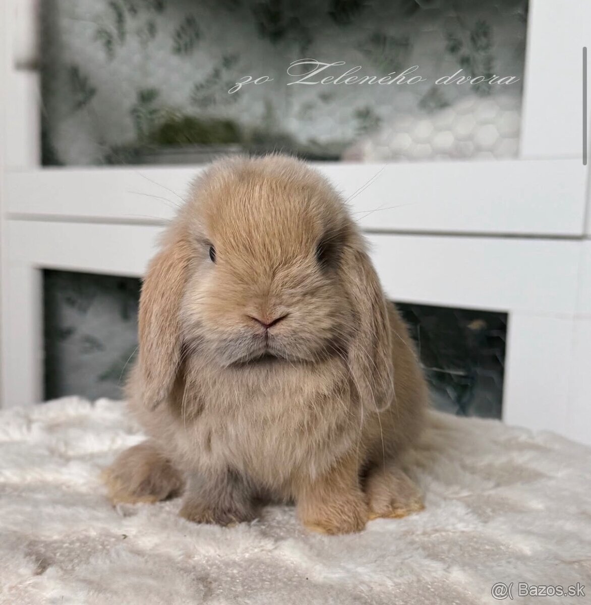 🧡🐰 minilop zakrslý králik 🍁🍂 - 2