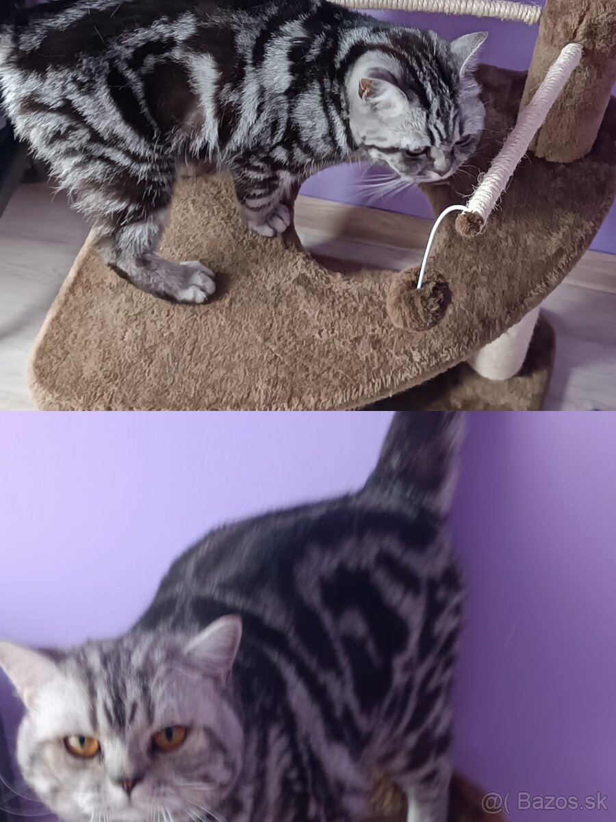 Britský Whiskas mačiatka - 2