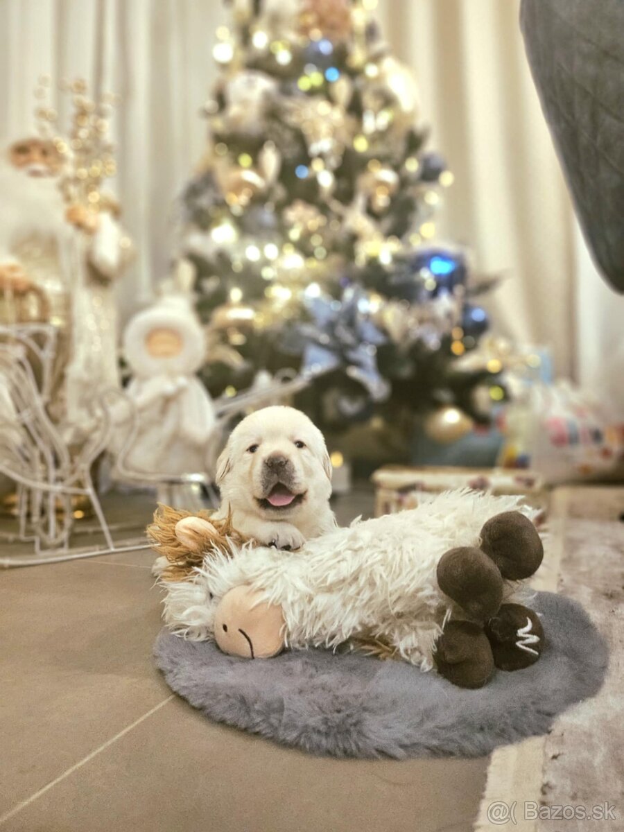 Labrador šteniatka s PP - 2