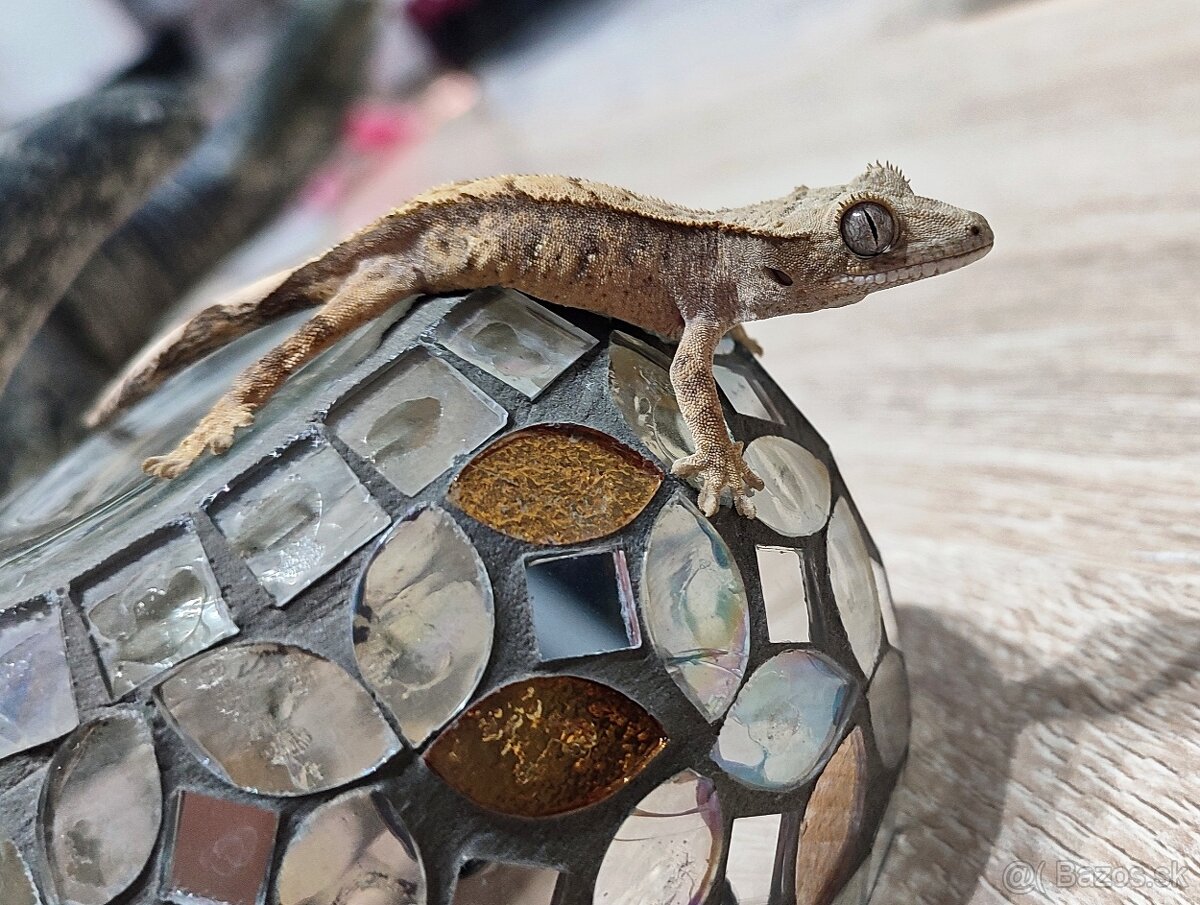 Pagekon Riasnaty - 2