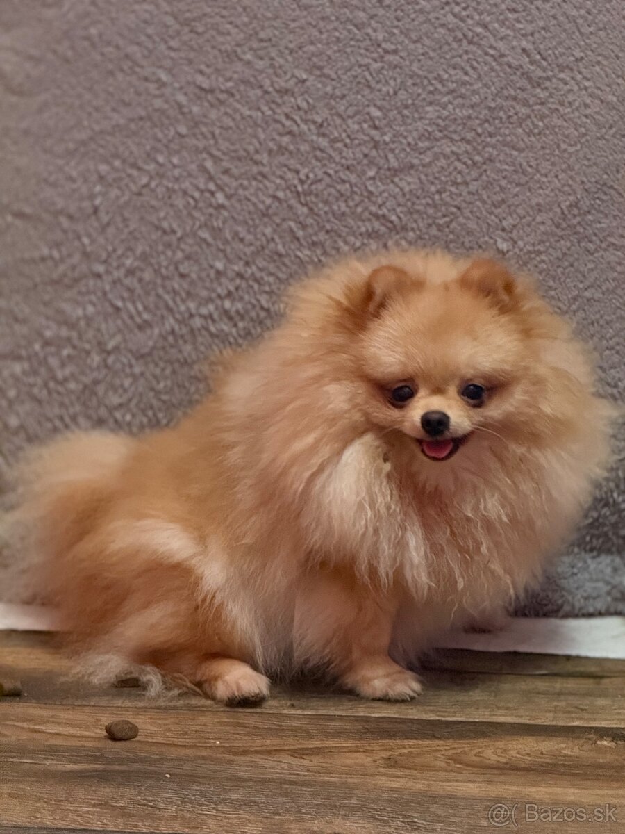 Pomeranian s PP - 2
