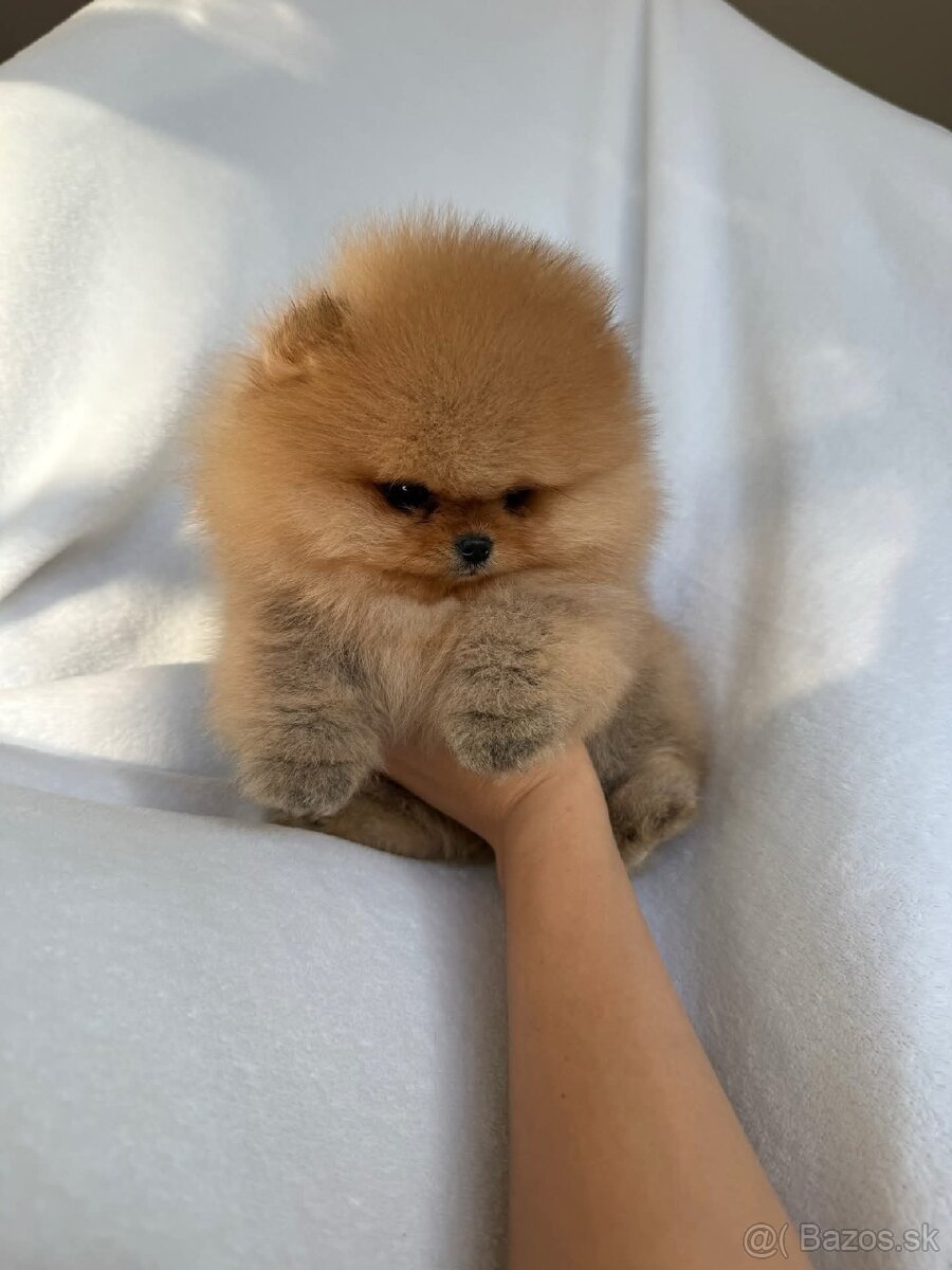 Pomeranian mini - 2