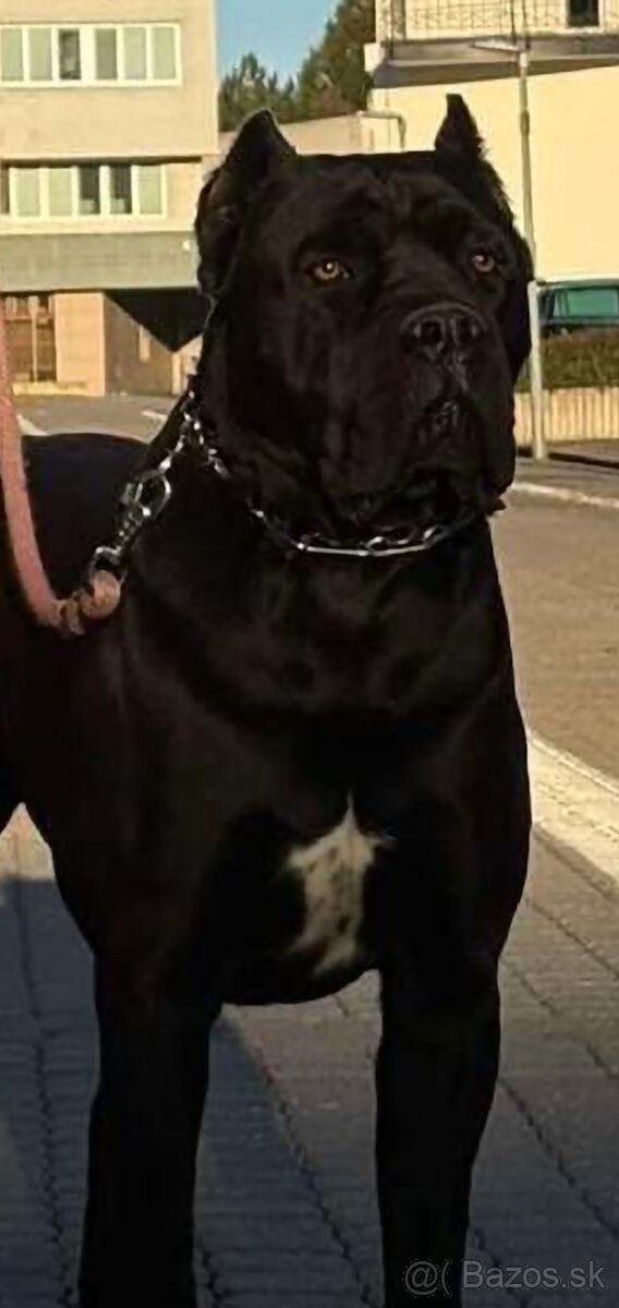 Cane Corso s PP - krytie - 2