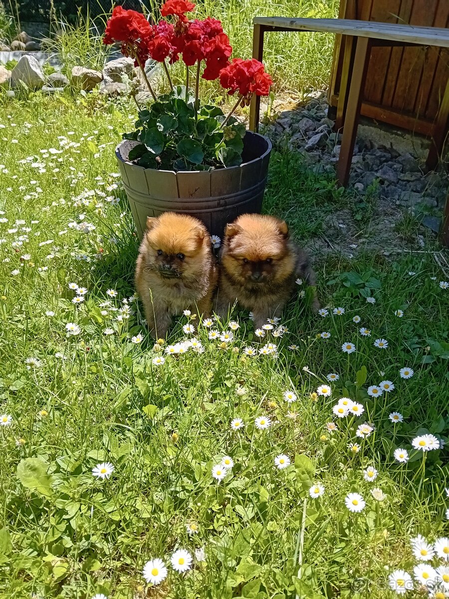 Pomeranian - 2