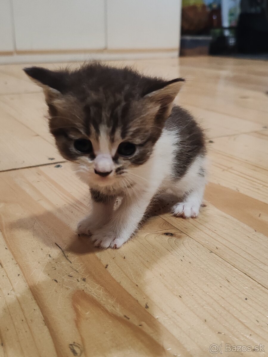Mačiatka Ragdoll mix - 2