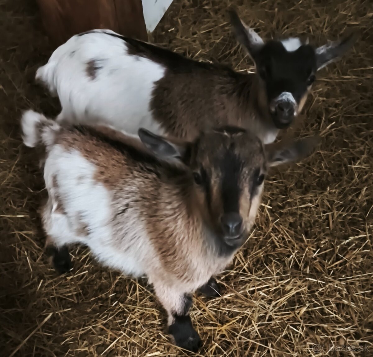 Predám holandské minikozičky - 2