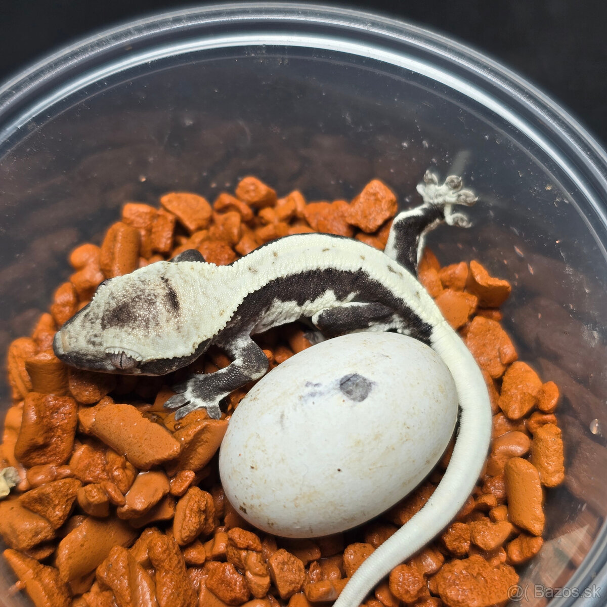 Pagekon riasnaty - C. ciliatus z vlastneho odchovu od 30€ - 2