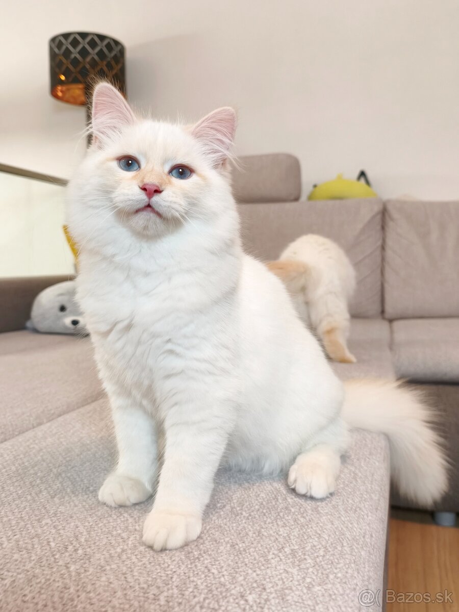 Mačiatka Neva Masquerade - 2